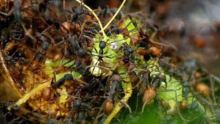 Army Ants Rampage Through The Forest  The Hunt  BBC Earth [upl. by Juliet152]