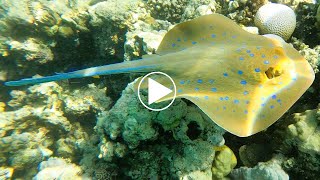 Découverte de la raie pastenague à points bleus taeniura lymma en snorkeling une rencontre magique [upl. by Odlaumor]