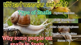 Snails Types Snails can Makes human Seriously Snails as a Food Snails [upl. by Romilly137]