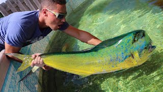 JAWS VS MahiMahi Pond Battle In Aquarium [upl. by Harelda]