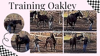 Training OTTB Oakley Day 25 Fundamentals Circle Driving [upl. by Barbara]