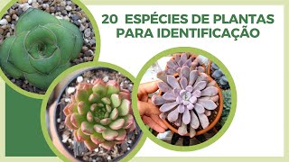 20 ESPÉCIES DE PLANTAS SUCULENTAS PARA IDENTIFICAÇÃO 2024 [upl. by Pacien43]