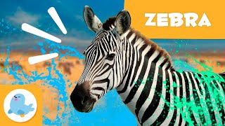 ZEBRAS 🦓 Animals for Kids 🍃 Episode 16 [upl. by Harahs]