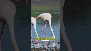 Is This Flamingo Feeding Its Baby Blood [upl. by Nylsirhc]