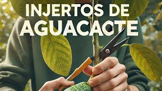 quotAprendiendo a Hacer Injertos de Aguacate Paso a Paso para Cultivar en Casaquot [upl. by Gilligan]