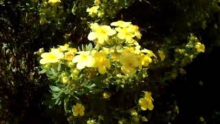 Yellow Flowers filmed by Amy❤️ [upl. by Reamonn]