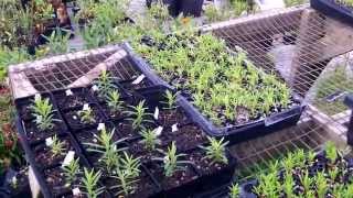 Butterfly Milkweed Tuberosa propagation [upl. by Abihsat]