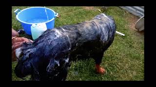 Washing a big Rottweiler with the family Gone wrong [upl. by Naie541]