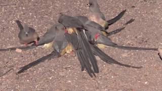 Whitebacked mousebirds in Loxton [upl. by Ynahteb988]