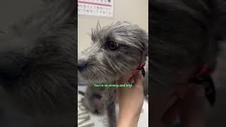 Puppys Rescuer Finds Out Why Hes So Scared  The Dodo [upl. by Durnan]