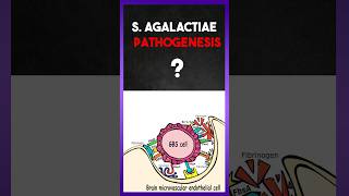 Streptococcus agalactiae  Pathogenesis [upl. by Ninette]