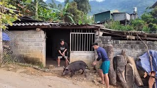 ĐÁM CƯỚI NGƯỜI GIÁY LẤY VỢ LOLO  KHÂU CHUẨN BỊ ĐÁM CƯỚI  MỔ 01 CON TRÂU 05 CON LỢN  100 CON GÀ [upl. by Negam]