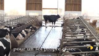 Stabulation bois pour vaches laitières avec sols innovants en Alsace [upl. by Hayman]