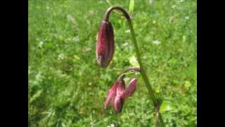 quotTürkenbundLilie Lilium martagonquot Eine Fotoschau von Karin und Wolfgang Schmökel [upl. by Cram]