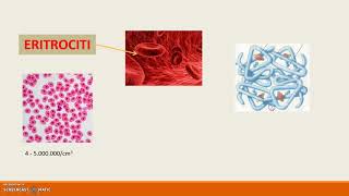 il sangue e la circolazione prima parte [upl. by Chrystal]