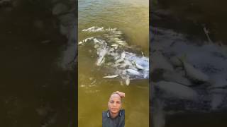 Pesca con tarraya waooo😳😳 pescadores pescando pesca pescador pescadores [upl. by Elsilrac]