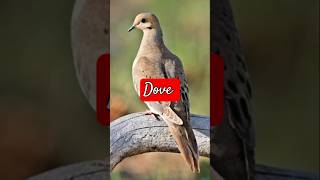 Mourning Dove sound gaurangclasses birds birdsound nature [upl. by Adelbert]