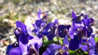 Sweet Violet Viola odorata  20140326  20140320 [upl. by Eyahc548]