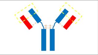 Bioquímica  Estructura de los anticuerpos [upl. by Omsare]