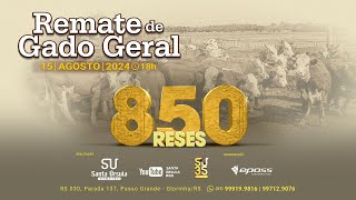 Remate de Gado Geral  850 Reses  15 de Agosto de 2024 [upl. by Berget]