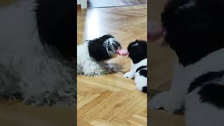 Super Cute Shih Tzu Puppy Games [upl. by Tidwell486]