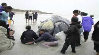 Exploding Southern Right Whale on beach near Cape Town  14 Sept 2005 [upl. by Rica306]