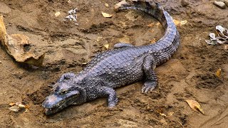 Jaguar vs Caiman A Battle of Predators  Love Nature [upl. by Brier]