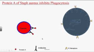 Bacterial Pathogenesis [upl. by Normandy418]