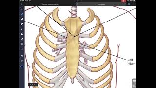 Mediastinum amp Pericardium [upl. by Formenti]