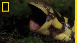 Animal Attack quotDeadlyquot Tiger Salamander Hunts National Geographic [upl. by Trace649]