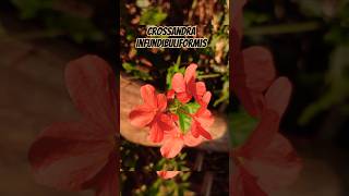 Crossandra infundibuliformis [upl. by Nixie]