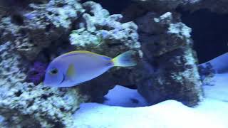 Scarus Qouyi amp Australian Acanthurus Dussumieri Tang [upl. by Moseley]