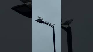 Six Black Headed Gulls On Street Lamp birds avian nature [upl. by Vijnas]