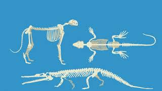 Skeletal System simply explained for Kids [upl. by Yeldarb]