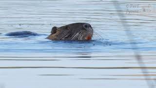 Nutria  Coypu Myocastor coypus [upl. by Adhamh158]