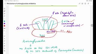 Mechanism of Aminoglycoside antibiotics [upl. by Boynton44]