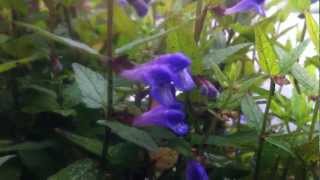 Common Skullcap Scutellaria galericulata var epilobiifolia  20120614 [upl. by Lunette599]