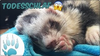 Frettchen im Todesschlaf  Ferret Deadsleep  Sazus Fellnasen [upl. by Hernardo333]