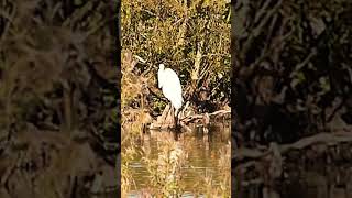 Great egret at Filey Dams Nature Reserve yorkshirewildlifetrust [upl. by Rempe]