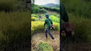 Chinees Video In fields Cutting crops of rice fastly [upl. by Wiltz996]