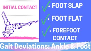 Gait Deviations Foot amp Ankle I Initial Contact of the Gait Cycle [upl. by Mackey]