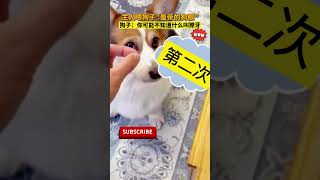 主人喂狗子皇帝的狗粮 狗子：你可能不知道什么叫獠牙？pets 狗狗  萌宠 [upl. by Karlotta857]