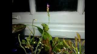 Drosera capensis Cape Sundew flowering  Three week timelapse [upl. by Nedgo]