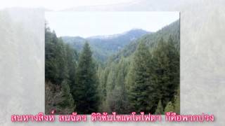 เพลง ดิวิชันพืช 2  ครูชุชีววิทยา COVER เพลงเผลอรักหมดใจ  บี้ เดอะสตาร์ [upl. by Asilak534]