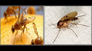 How to get rid of fruit flies and gnats in house kitchen fridge fast overnight [upl. by Baldridge]