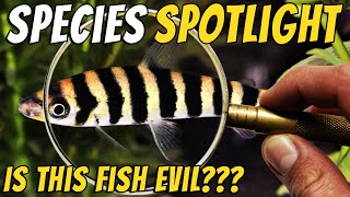 Discover the Misunderstood Banded Leporinus Fish  Leporinus fasciatus [upl. by Recha]