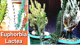 Euphorbia Lactea Cristata Care Guide  Grow Coral Cactus [upl. by Luing]