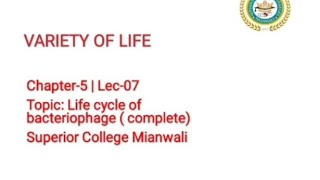 Lytic and Lysogenic Cycle of Bacteriophages  Life cycle of Bacteriophages 11 Class Biology [upl. by Noraha]