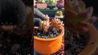 Useful tips for succulents 🪴 suculentas 다육이들 多肉植物 garden Shorts [upl. by Nwahsear646]