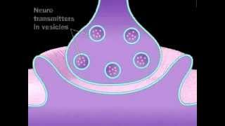 Neuronal Synaptic Cleft  A Level Biology [upl. by Fairleigh]